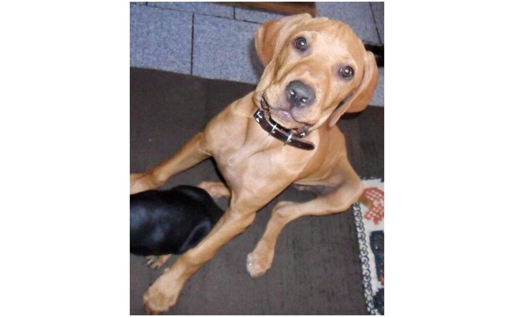 “Titán” salvó 36 vidas en sismo del 19S en CDMX (16/11/2024). Foto: Especial