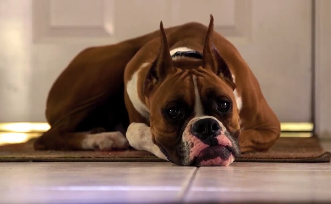 DOGTV. Foto: Captura