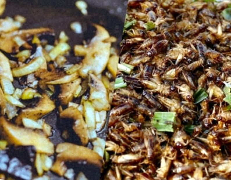 ¿Estás preparado para el Festival de insectos comestibles?