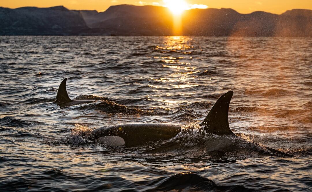 Orcas pertenecen a la familia de los delfines Foto: Unsplash