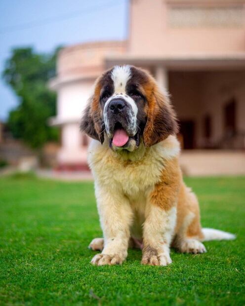 Los perros tienen una vida más bien corta. Fuente: Freepik.