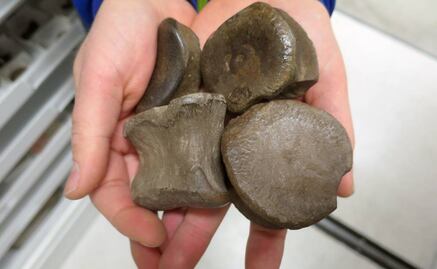 Hallan en Argentina un yacimiento de fósiles de unos 140 millones de años