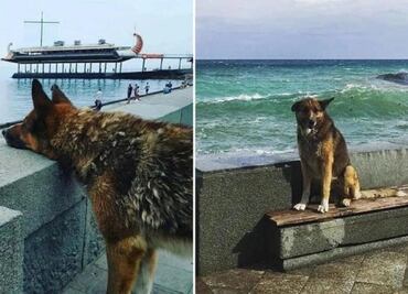 VIDEO: Muere el 'Hachiko' de Crimea, el perro que esperó por años el regreso de su dueño