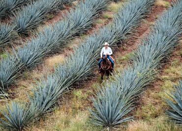 7 tequilas que debes probar para este 15 de septiembre