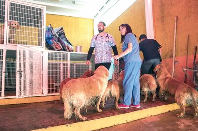 Enfermos, algunos perros rescatados en Iztapalapa 