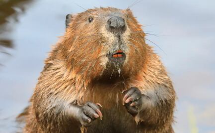 ¡No puede ser! Castor deja sin internet a 15 ciudades del noroeste de Canadá