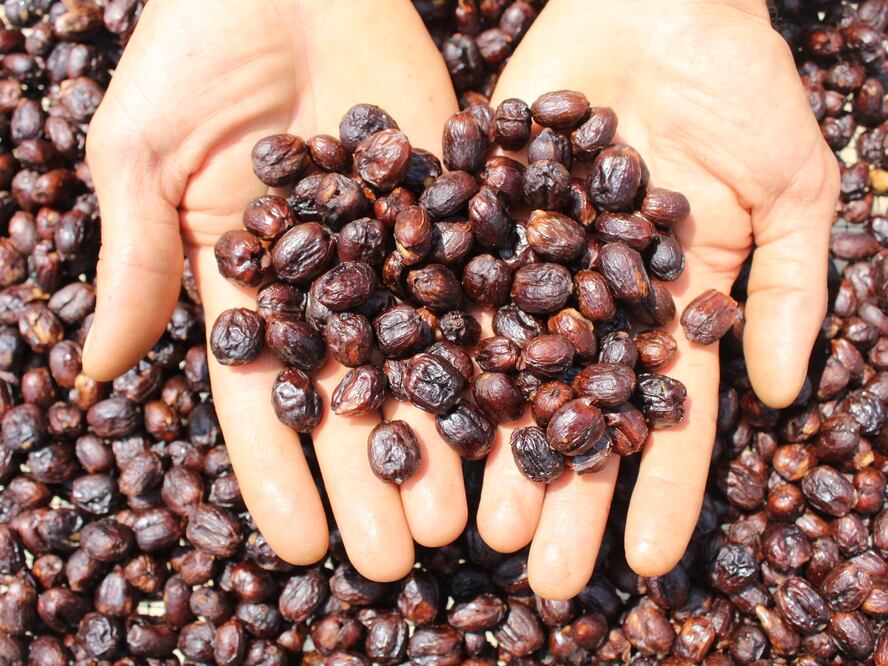 Bayas de café.  Foto: Cortesía Café Brújula