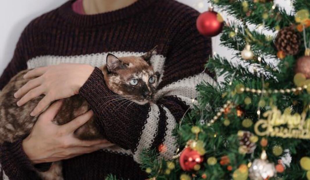 Cuida a tus mascotas de las plantas tóxicas típicas de navidad. Fuente: Freepik.