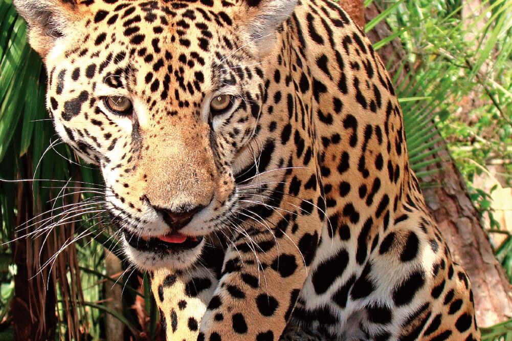 Este felino es el mayor depredador del continente americano (ESPECIAL)