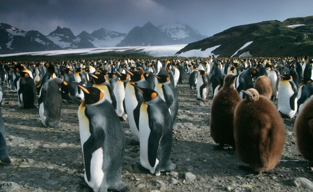 Pingüino. Foto: iStock