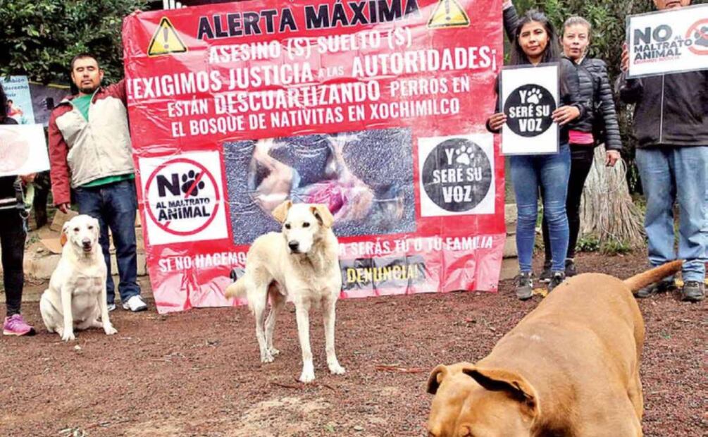 Foto: Amamos a los Perritos Xoch