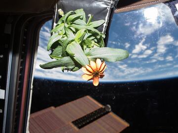 Mexican scientist presents project to grow plants in space for NASA