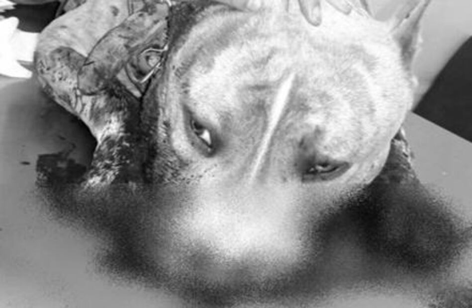 Trasladan a custodio que mató a perro pitbull a penal de Chiconautla