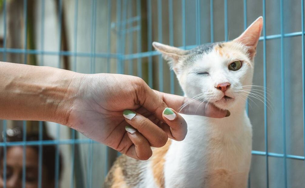 Gato Fest 2023. / Foto: Unsplash.
