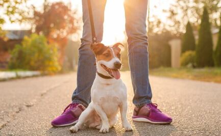 Descubre el motivo por el que tu perro se sienta en tus pies