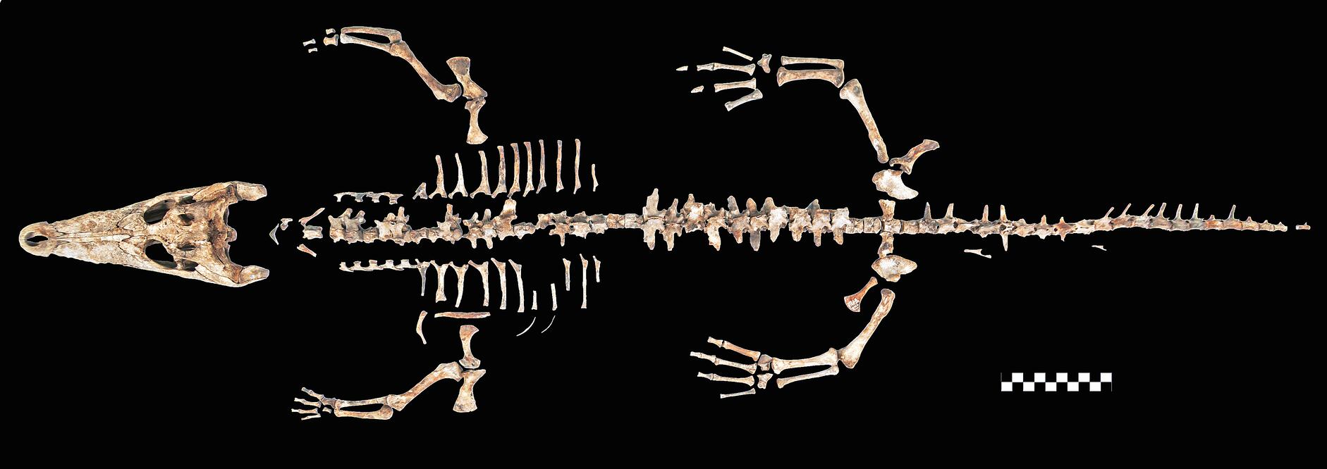 Ejemplar encontrado en una ofrenda frente a las escalinatas que dan al Templo de Tláloc (CORTESÍA MIRSA ISLAS/ PROYECTO TEMPLO MAYOR)