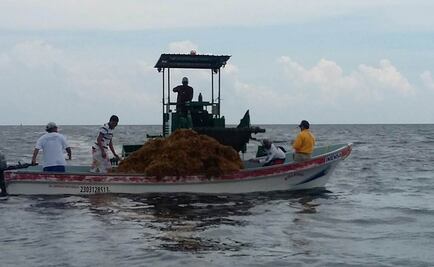 Conanp prueba maquinaria para retirar sargazo en Q. Roo