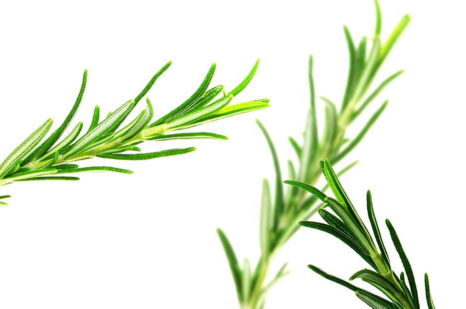 Té de romero para la salud. Fuente: Pixabay