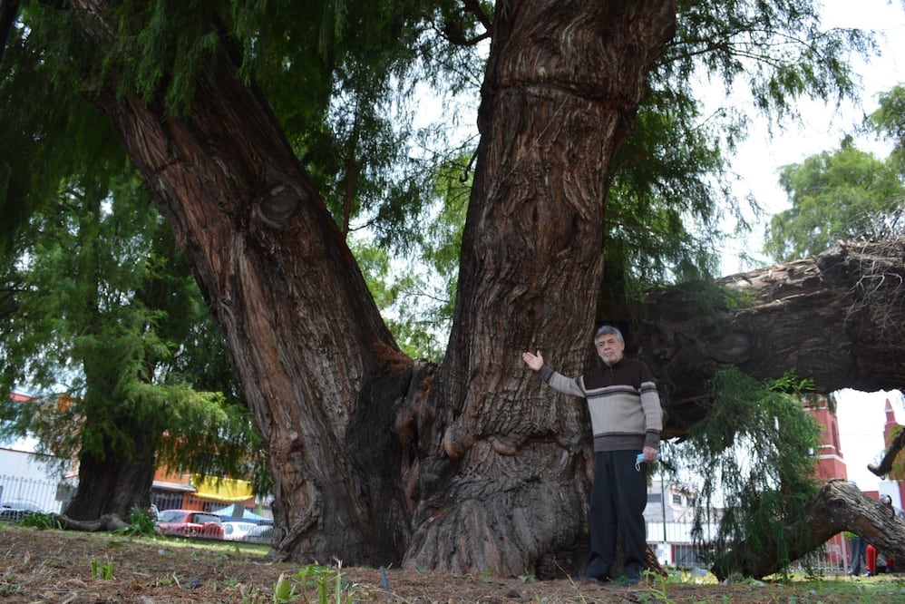 Foto: Isela Hinojoza/ El Universal/ Este ahuehuete, declarado Patrimonio de la Humanidad en 1987, actualmente mide al menos 30 metros de alto aproximadamente
