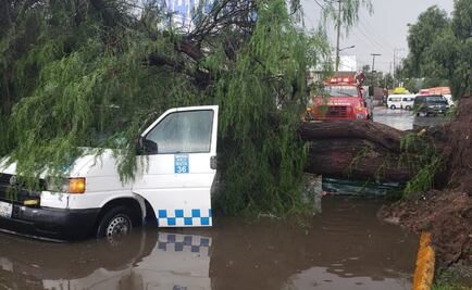 Tras lluvia, árbol cae sobre combi en Los Reyes La Paz; muere uno