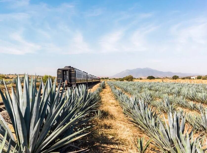 Tren José Cuervo Express. Foto: Tren José Cuervo Express