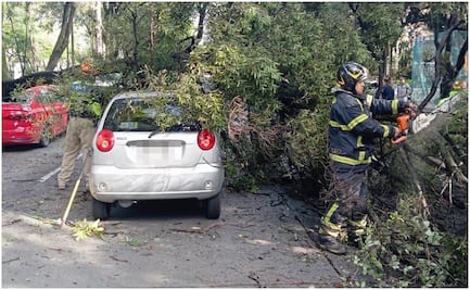Bomberos atienden caída de árbol en Coyoacán; hay dos vehículos afectados