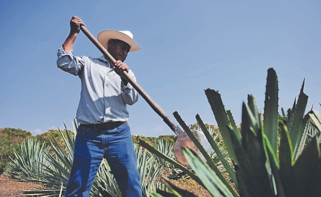 Cada botella es la síntesis de una región, un proceso artesanal y una historia de maestros mezcaleros. Fotos: de EL UNIVERSAL