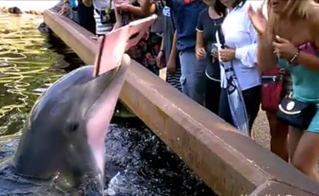 El delfín le arrebató el iPad a la mujer (Foto: Facebook Klaudiel Gomez)