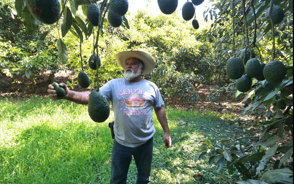 Productores de aguacate en el municipio de Donato Guerra, en el Estado de México, piden apoyo para exportar. Foto: Alejandro Vargas/EL UNIVERSAL