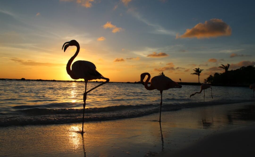 Flamingos Beach. Playa privada donde habitan los flamingos, puedes tomarte una selfie con ellos. (Foto: Víctor Paredes)