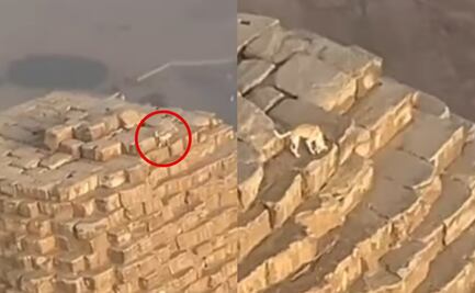 ¿Anubis eres tú? Captan a lomito en la cima de la pirámide de Giza; habría subido persiguiendo a unos pájaros