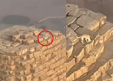 ¿Anubis eres tú? Captan a lomito en la cima de la pirámide de Giza; habría subido persiguiendo a unos pájaros