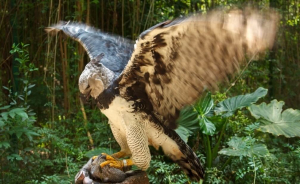 Águila arpía, el ave con garras más grandes que las de un oso grizzly