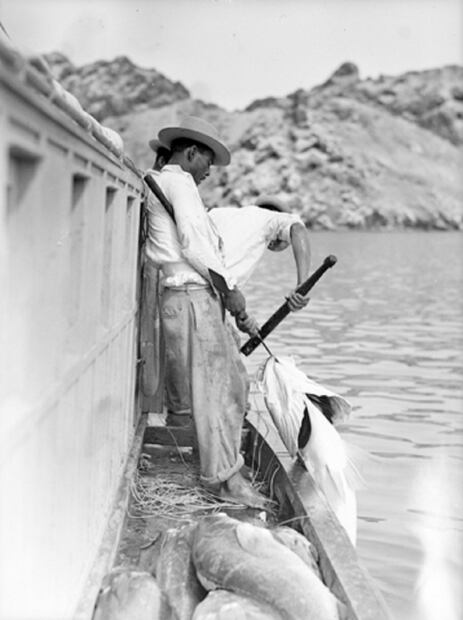 Totoaba: cien años de pesca y tráfico 
