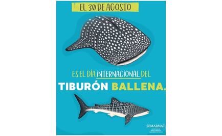 Semarnat llama a proteger y conservar al tiburón ballena