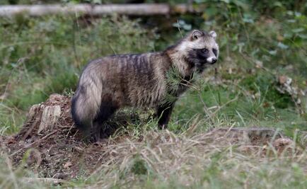 Rescatan a mapache encadenado del cuello en Torreón; asociación emprenderá acciones legales