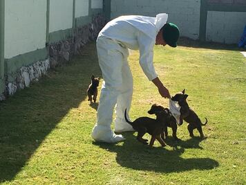 ¿De dónde vienen los caninos militares?