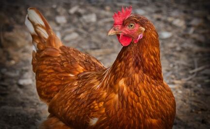 Hombre muere desangrado tras sufrir ataque de su gallina en Irlanda