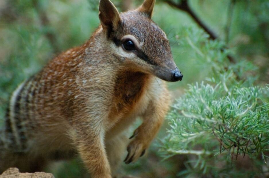 Especies poco conocidas que han sido afectadas por los incendios en Australia 