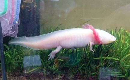 Profepa asegura 15 ejemplares de vida silvestre: boas, ajolotes y tortugas; ninguno contaba con marcaje que acredite su legalidad