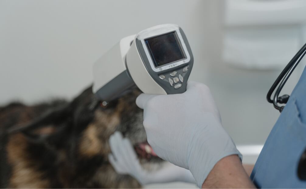 Mientras más información le puedas brindar al veterinario de los síntomas y las posibles causas del envenenamiento, será mejor. Foto: Canva