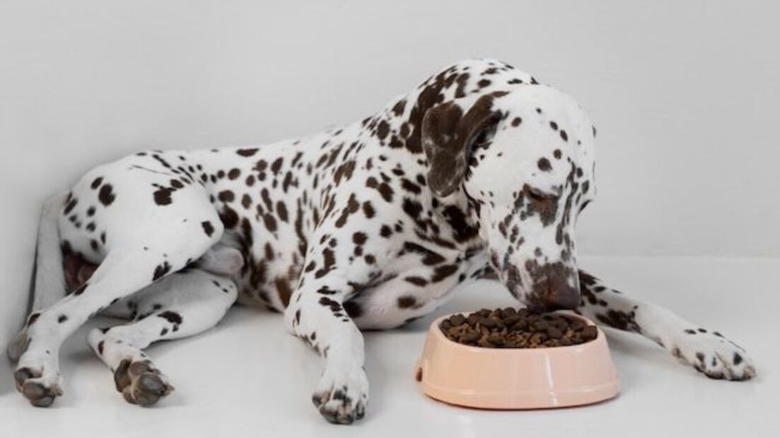 Asegúrate de darle a tu mascota lo mejor. Fuente: Freepik.