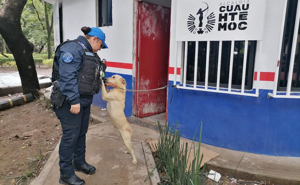 La perrita abandonada fue trasladada al Centro de Atención Canina y Felina de la alcaldía Cuauhtémoc en la CDMX (04/07/2025). Foto: Especial