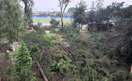 Se caen cinco árboles tras tromba y granizada en Toluca