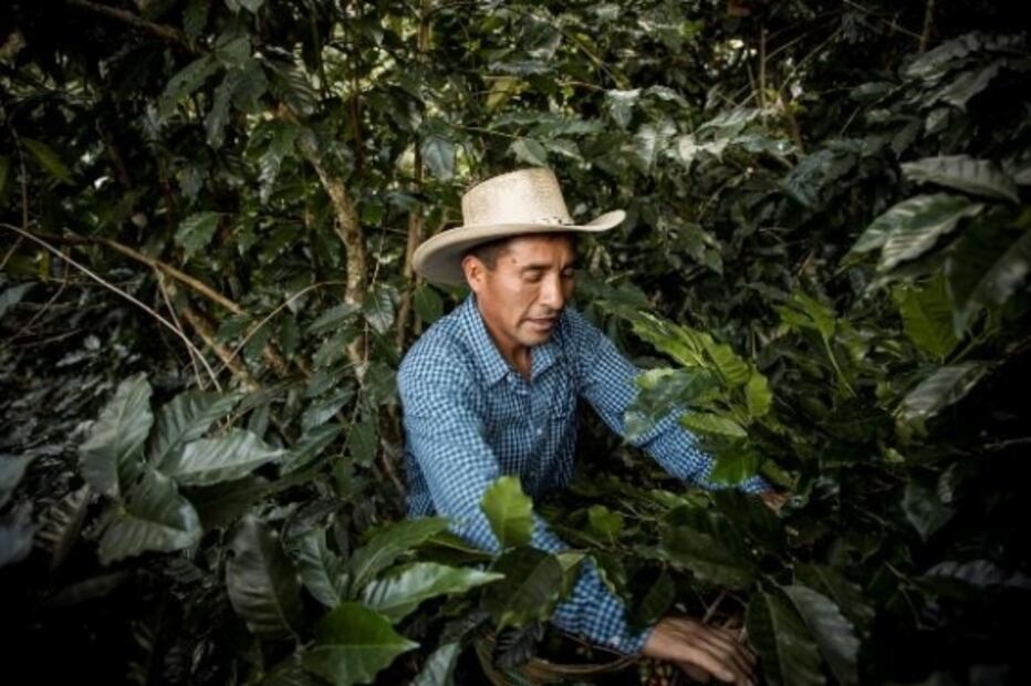 Caficultores mexicanos, afectados por la roya en sus cultivos, reciben apoyo