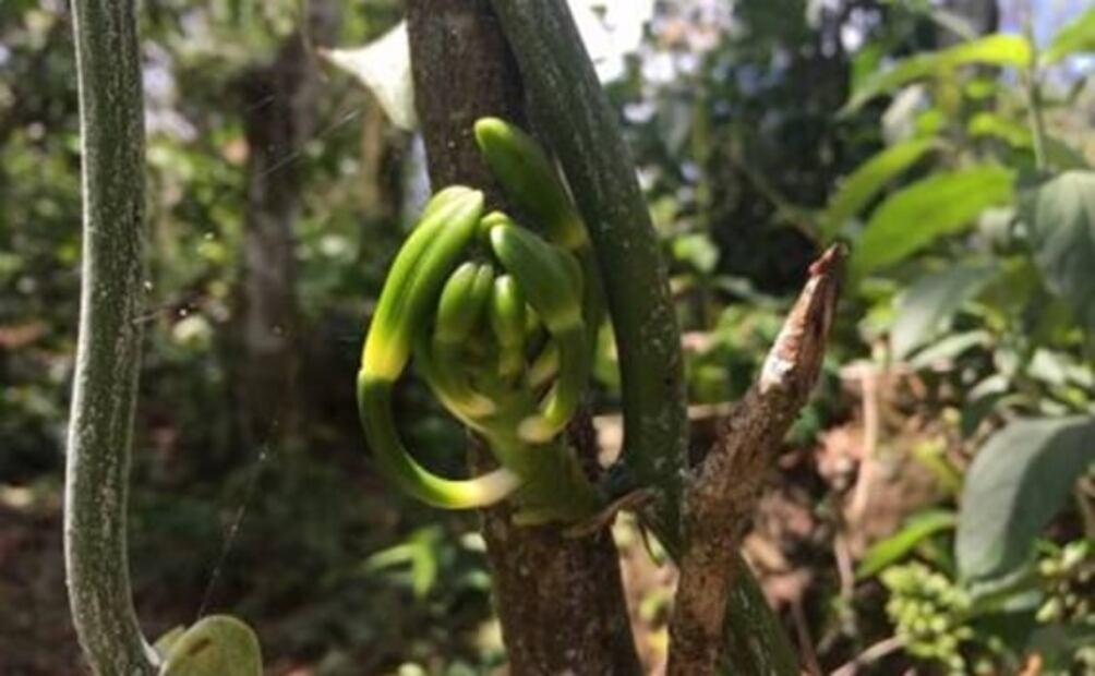 Conoce la magnífica vainilla mexicana