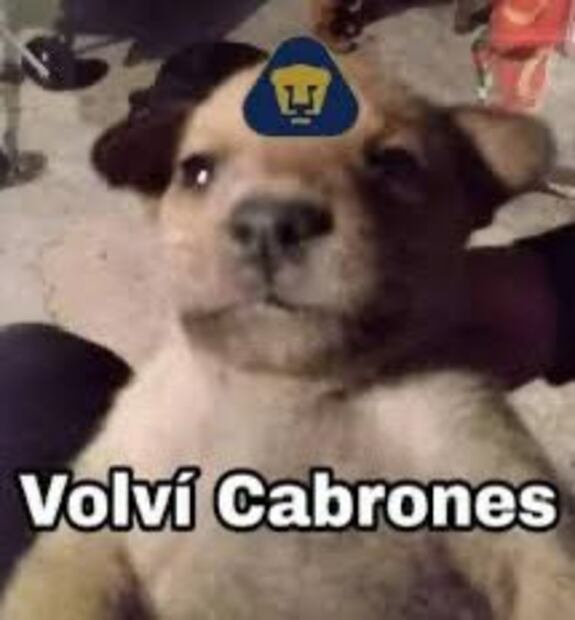 Memes Pumas