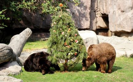 Animales de los zoológicos de la CDMX también “festejan” la Navidad 