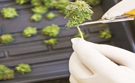 Mexico senate passes medical marijuana bill 