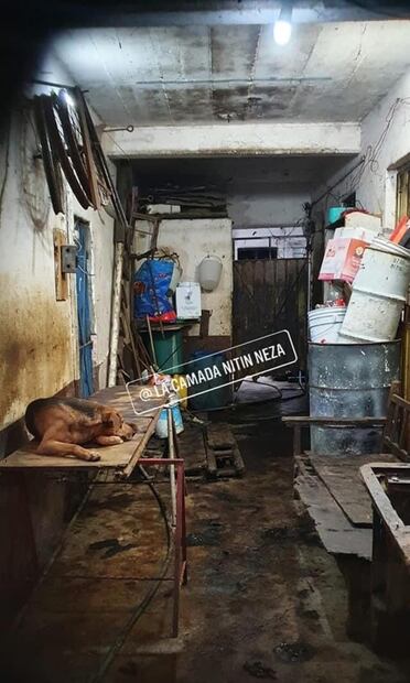 En adopción, los 80 perros rescatados en Neza; presuntamente eran engordados para vender su carne a taquerías